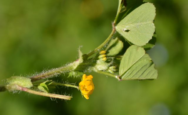 Medicago arabica (Fabaceae)